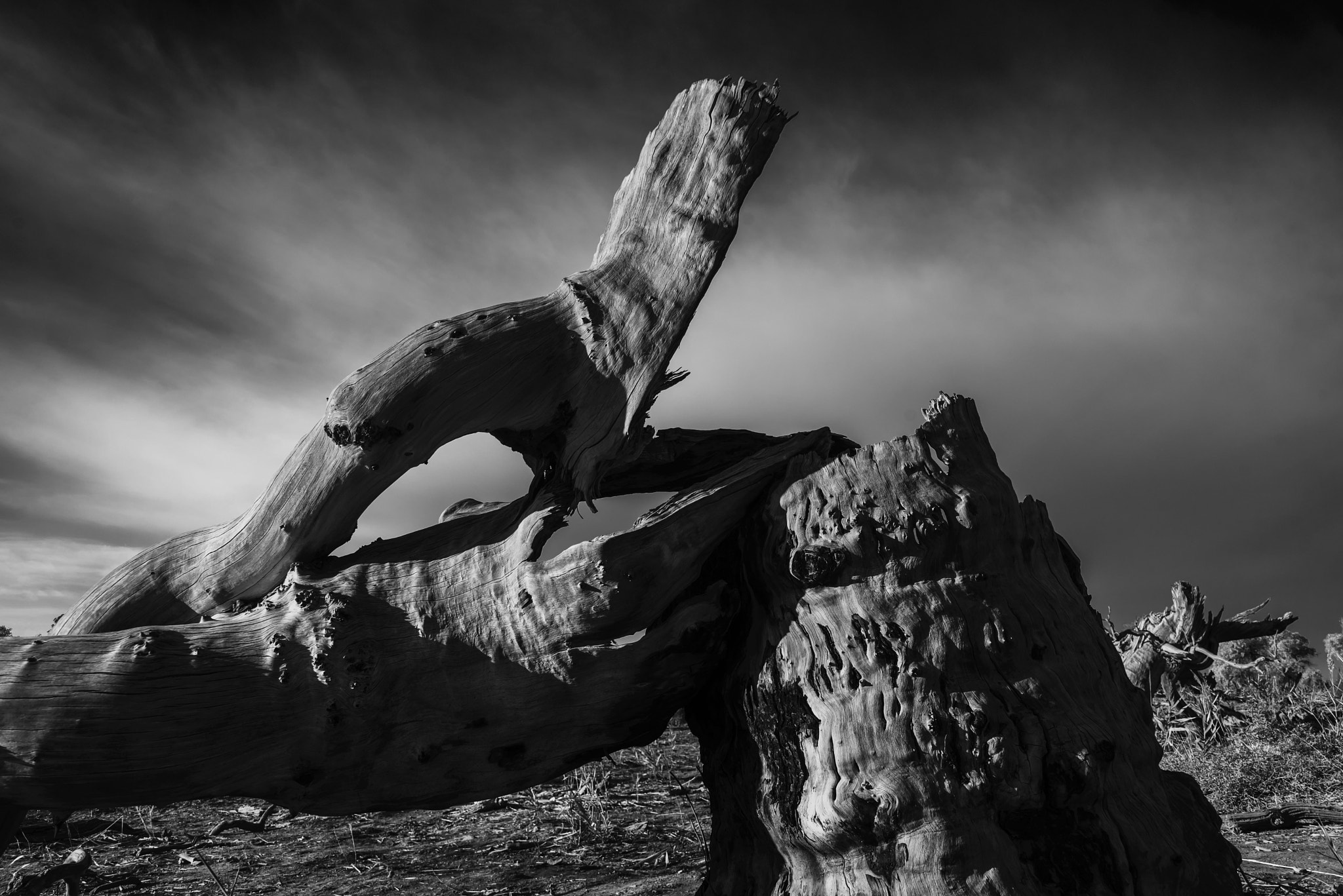 新疆木垒胡杨林