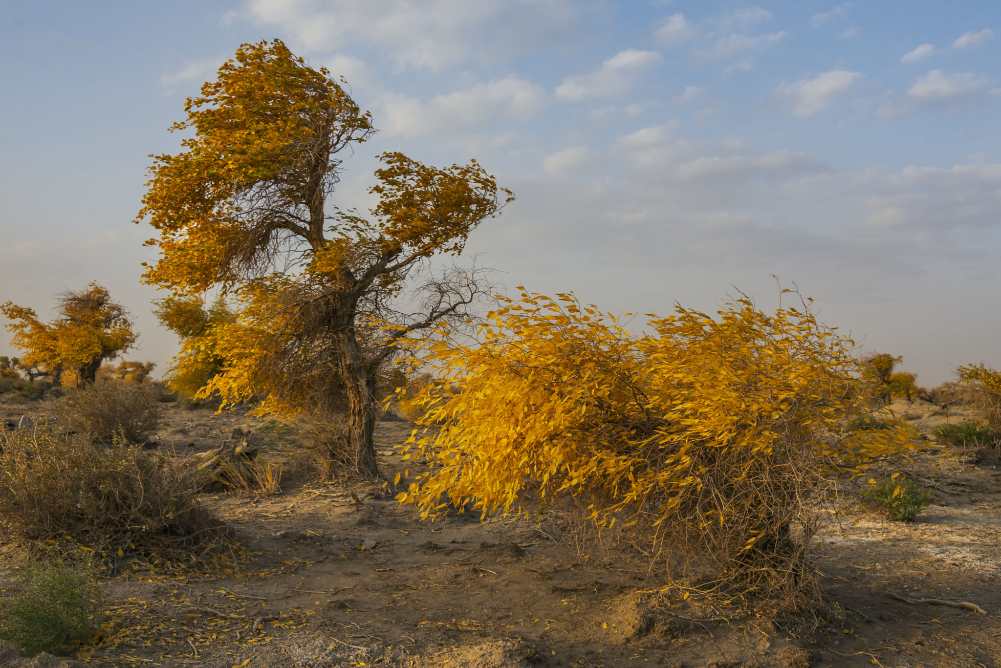 新疆木垒胡杨林
