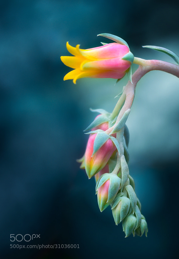 Nikon D90 sample photo. Echeveria flower photography