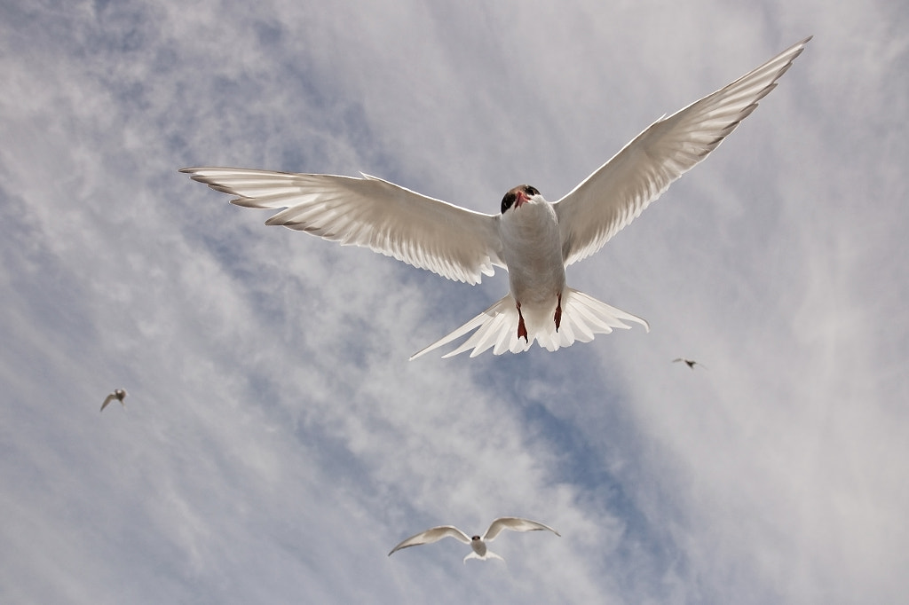 under heavy attack by Kalmer Allik on 500px.com