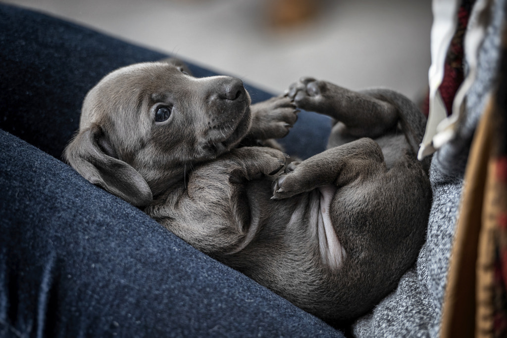 Lap Dogs From Day 1 by Long Long Ranch on 500px.com