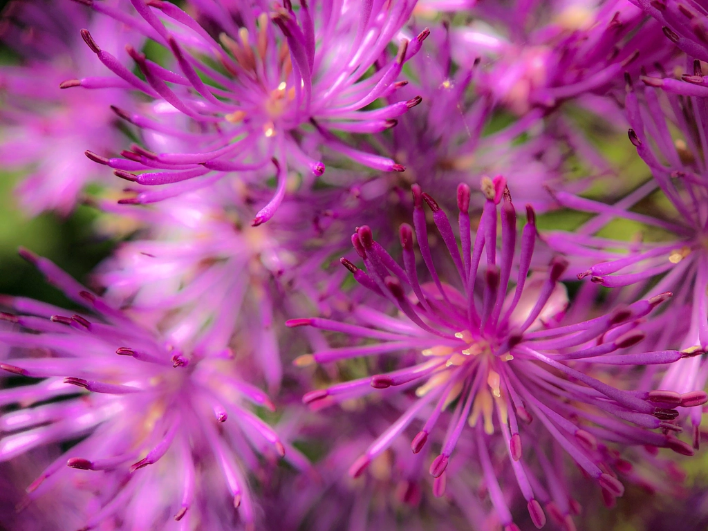Macro photo of a pink flower by Bjorn Beheydt on 500px.com