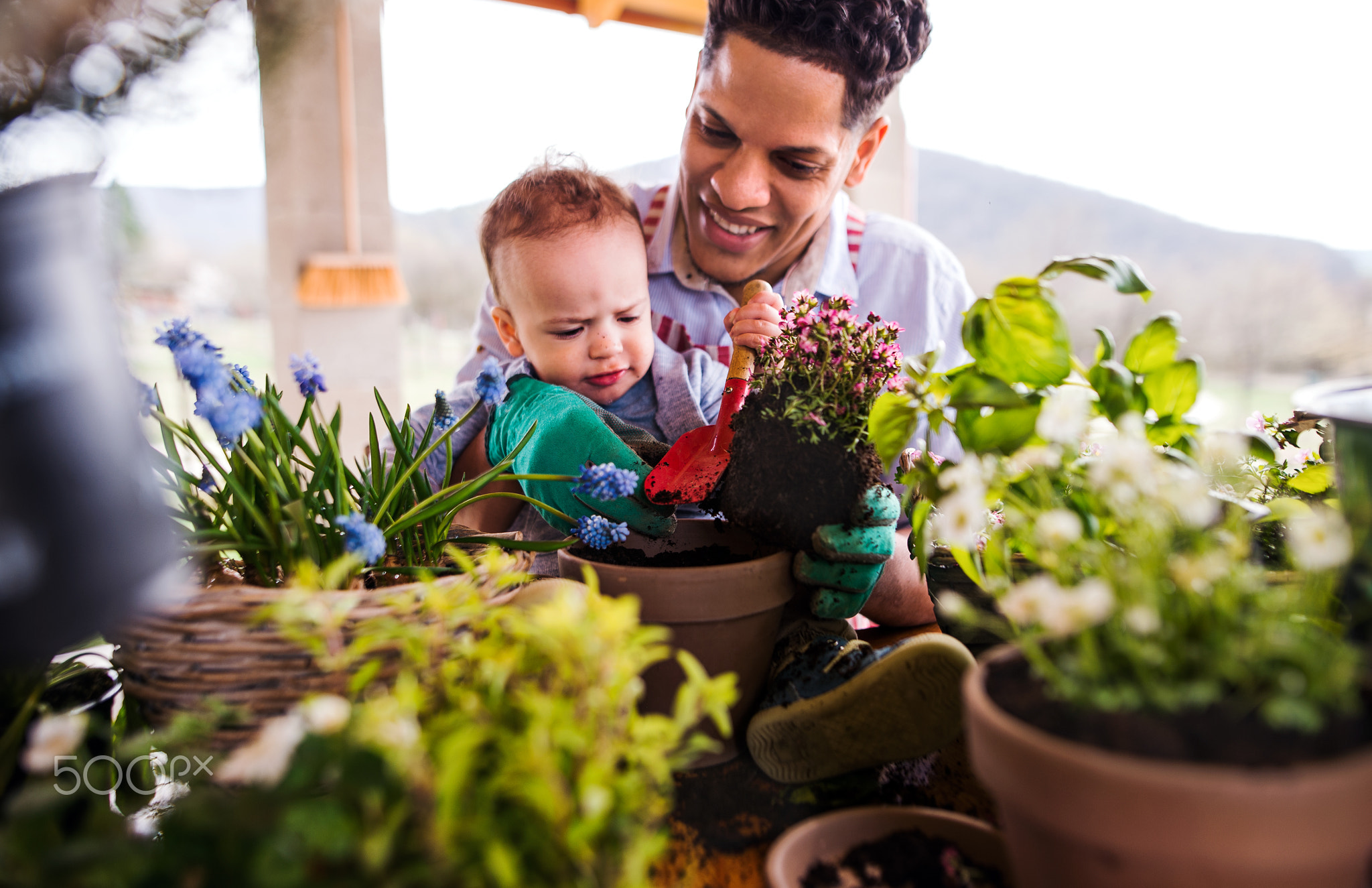 Father and small toddler son indoors at home, planting flowers.