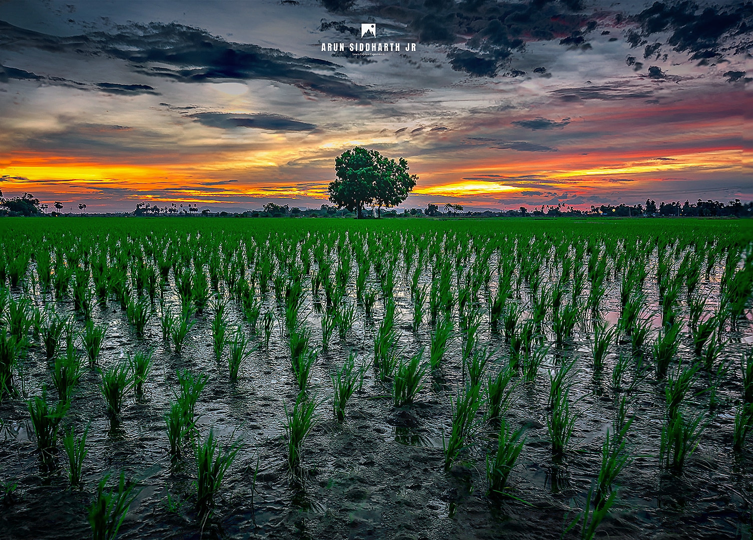 Living Land: They say growing Cityscapes will be considered as development which means each construction will be taking place on an agricultural land but what you do for food once you done destroying true nature beauty. I say if we want to be a truly developed nation our first job is to expand agriculture since that's primary job is so. Save Farming Save Nation #arunsiddharthjr #dusk #landscape #nature #photography #landscapephotography #travel #tree #naturephotography #sunset #sky #india #picoftheday #instagood #travelphotography #lonelytree #color #beautiful #photo #naturelovers #art #wanderlust #clouds #summer #instagram #photographer #greenlife #view #paddy #agriculture