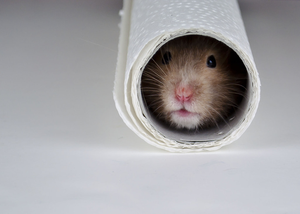 Hidden Hamster by Dee Mason on 500px.com