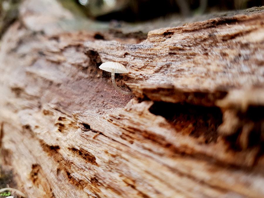 Mycena Austrororida by Elizabeth Fitzgerald on 500px.com