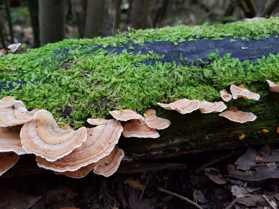 Trametes Versicolour by Elizabeth Fitzgerald on 500px.com