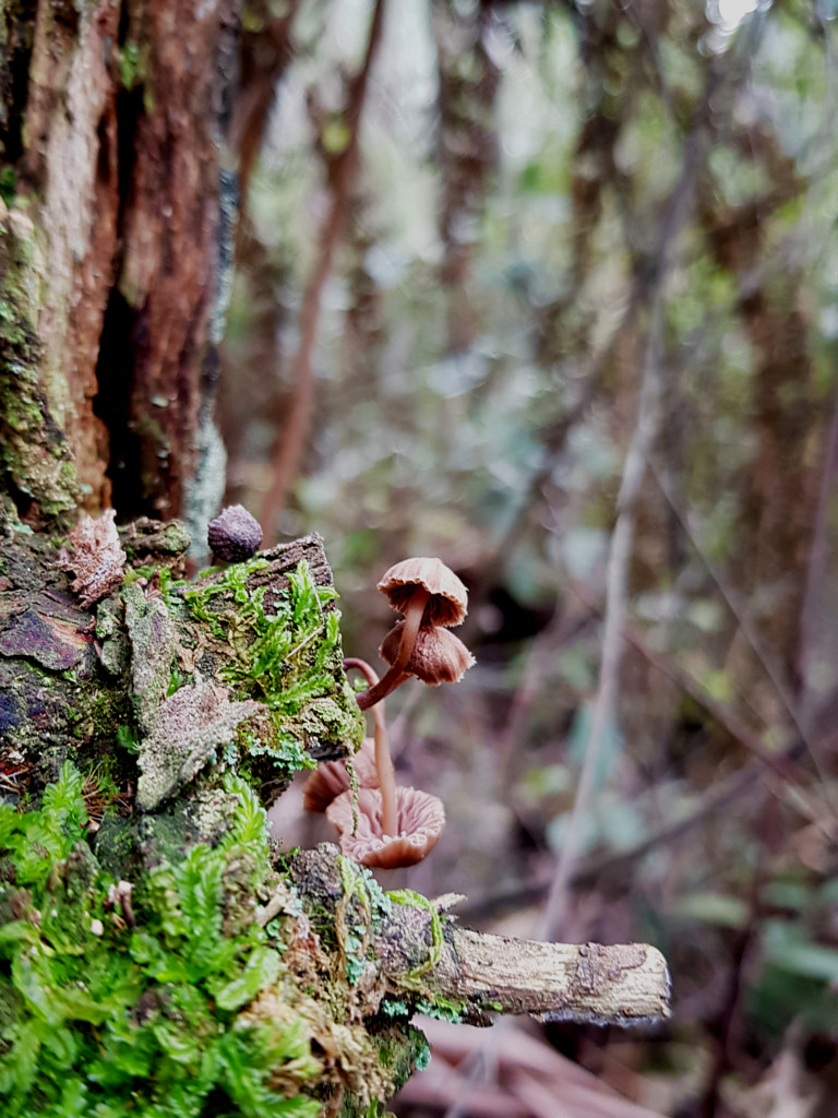 Blown Over by Elizabeth Fitzgerald on 500px.com