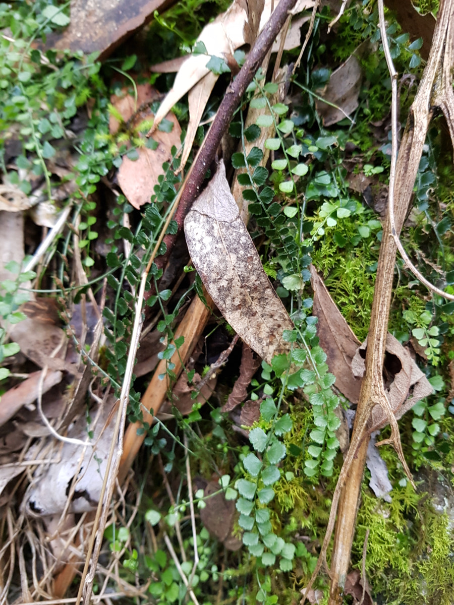 Leaf Litter by Elizabeth Fitzgerald on 500px.com