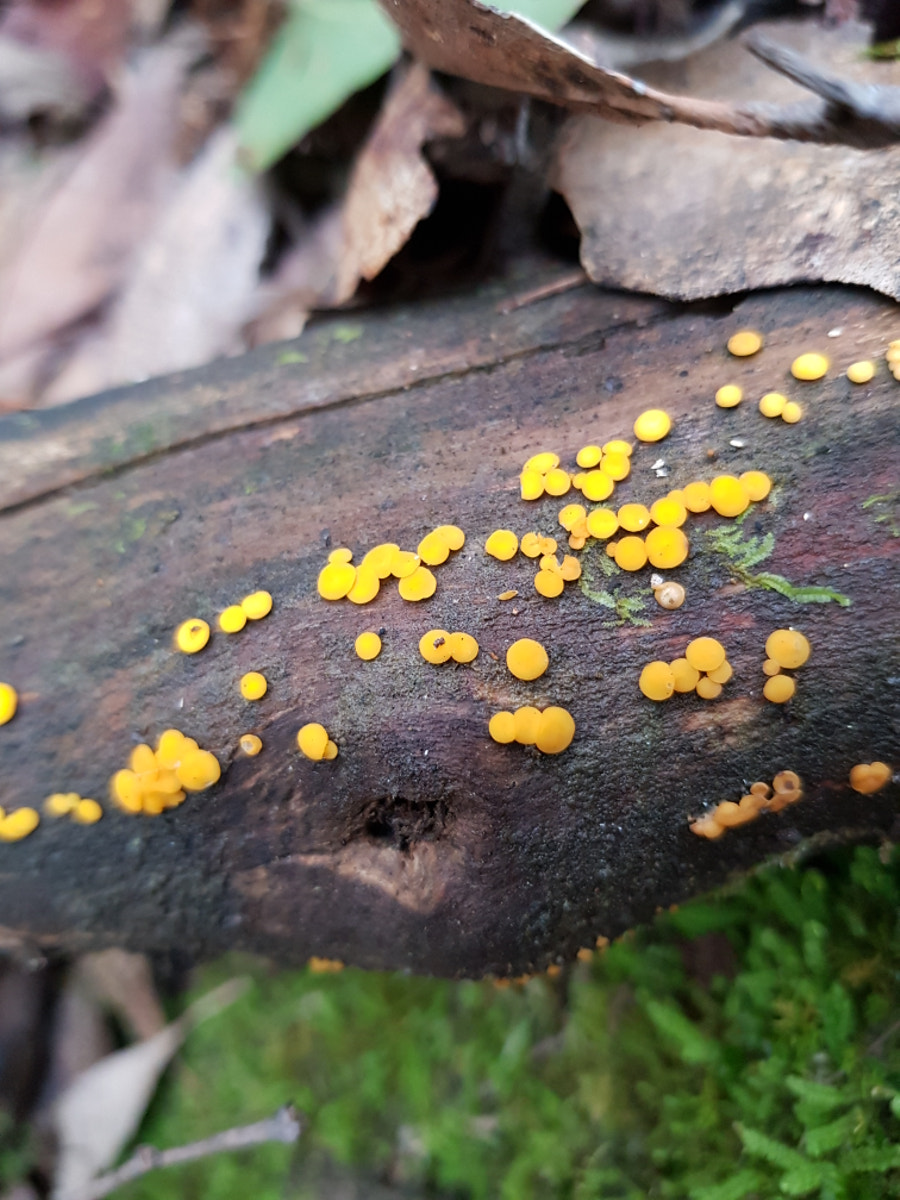 Orange Dots by Elizabeth Fitzgerald on 500px.com