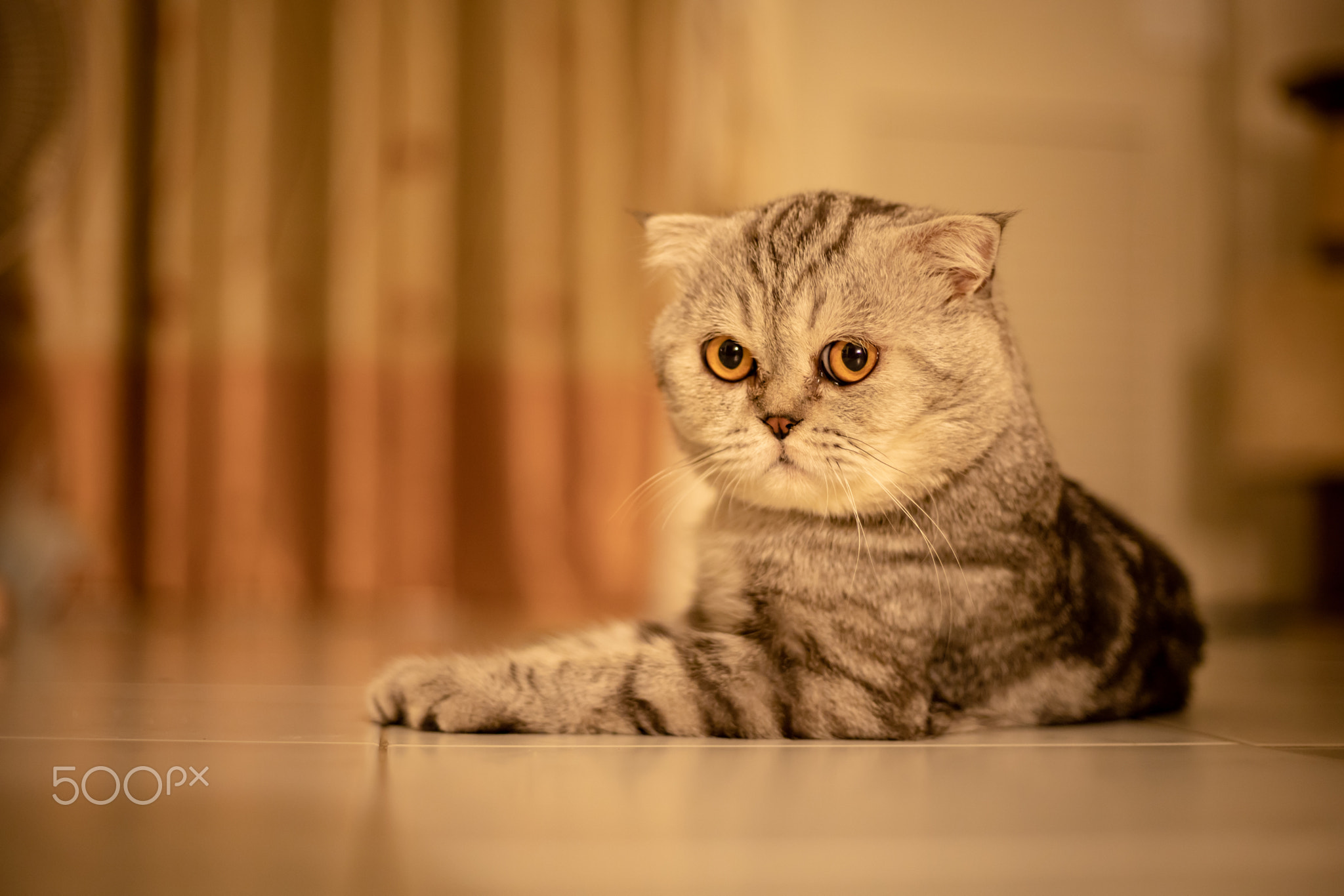 Portrait scottish fold cat in the studio.