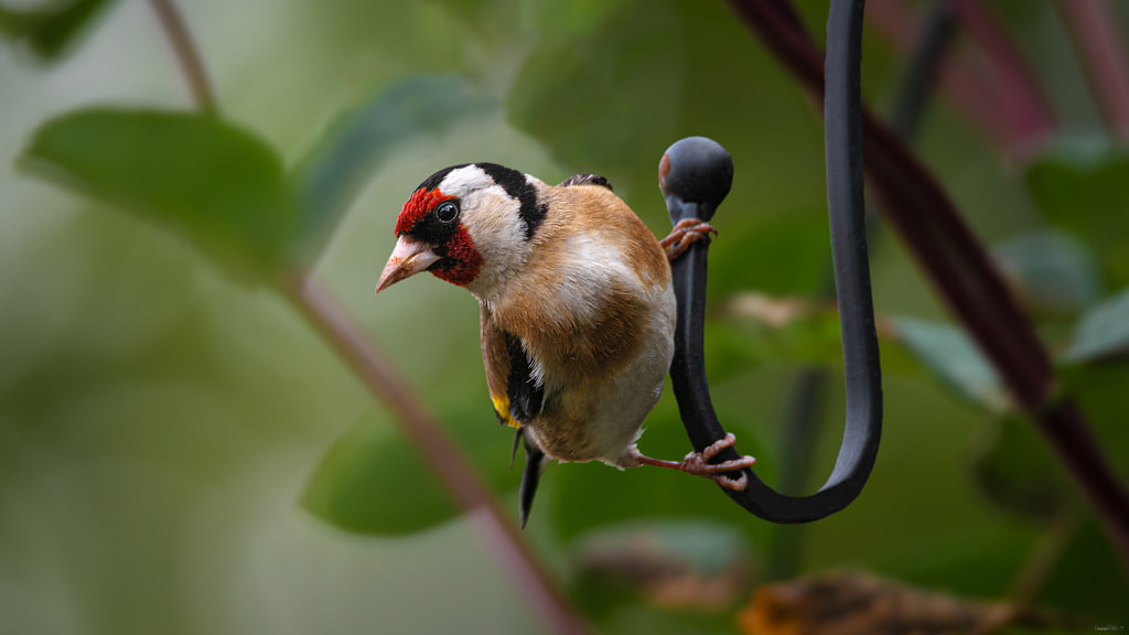 Adult Goldfinch. by EncroVision on 500px.com