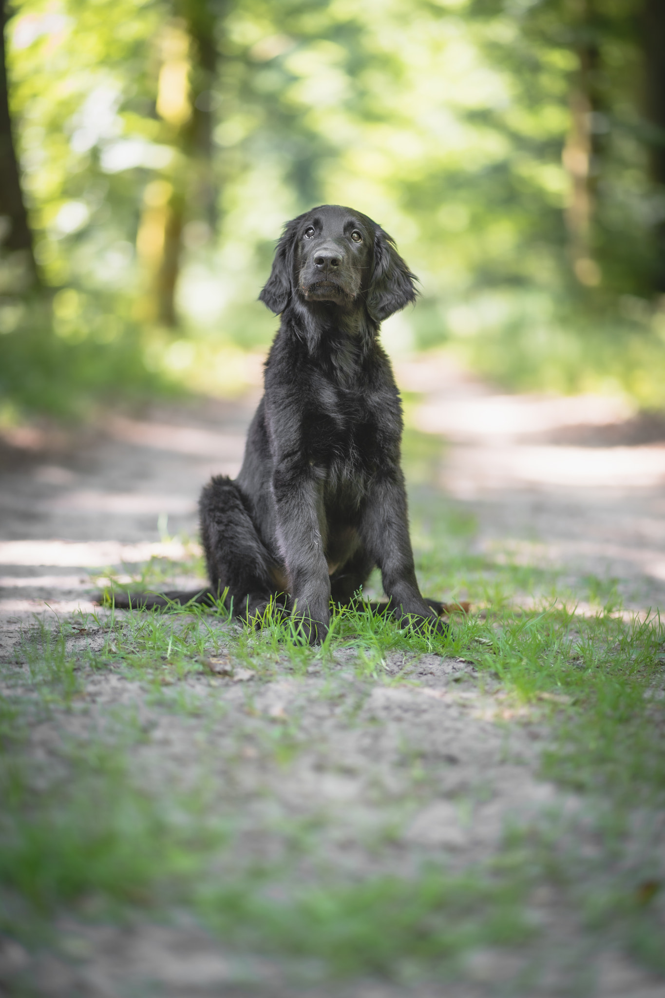 Flat coated Retriever 1