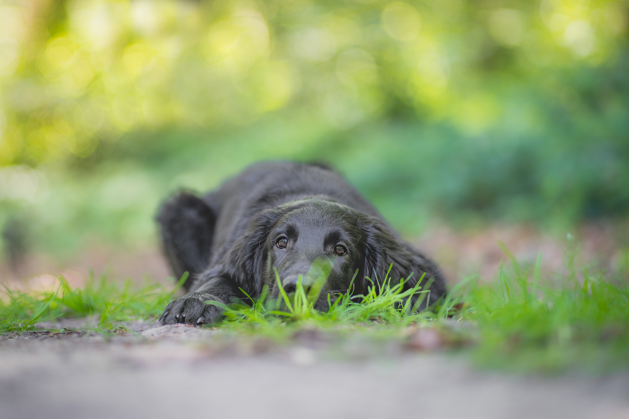 Flat coated Retriever 2