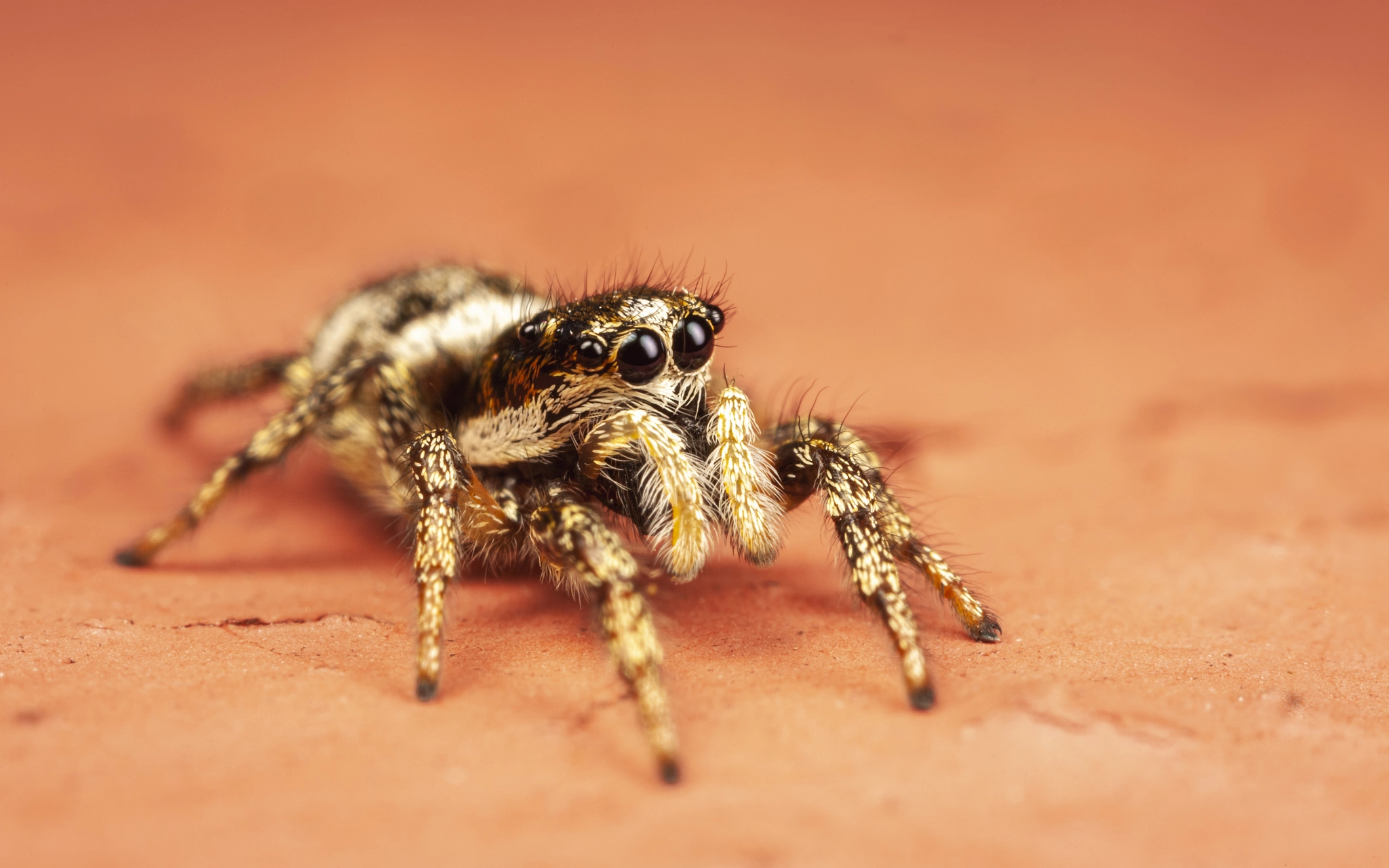 IMAGE: https://drscdn.500px.org/photo/310743215/q%3D80_m%3D1500/v2?webp=true&sig=82924de0ce60b9d748104c413afe24f3cea1482ea93d8f0a1f257670306c1973