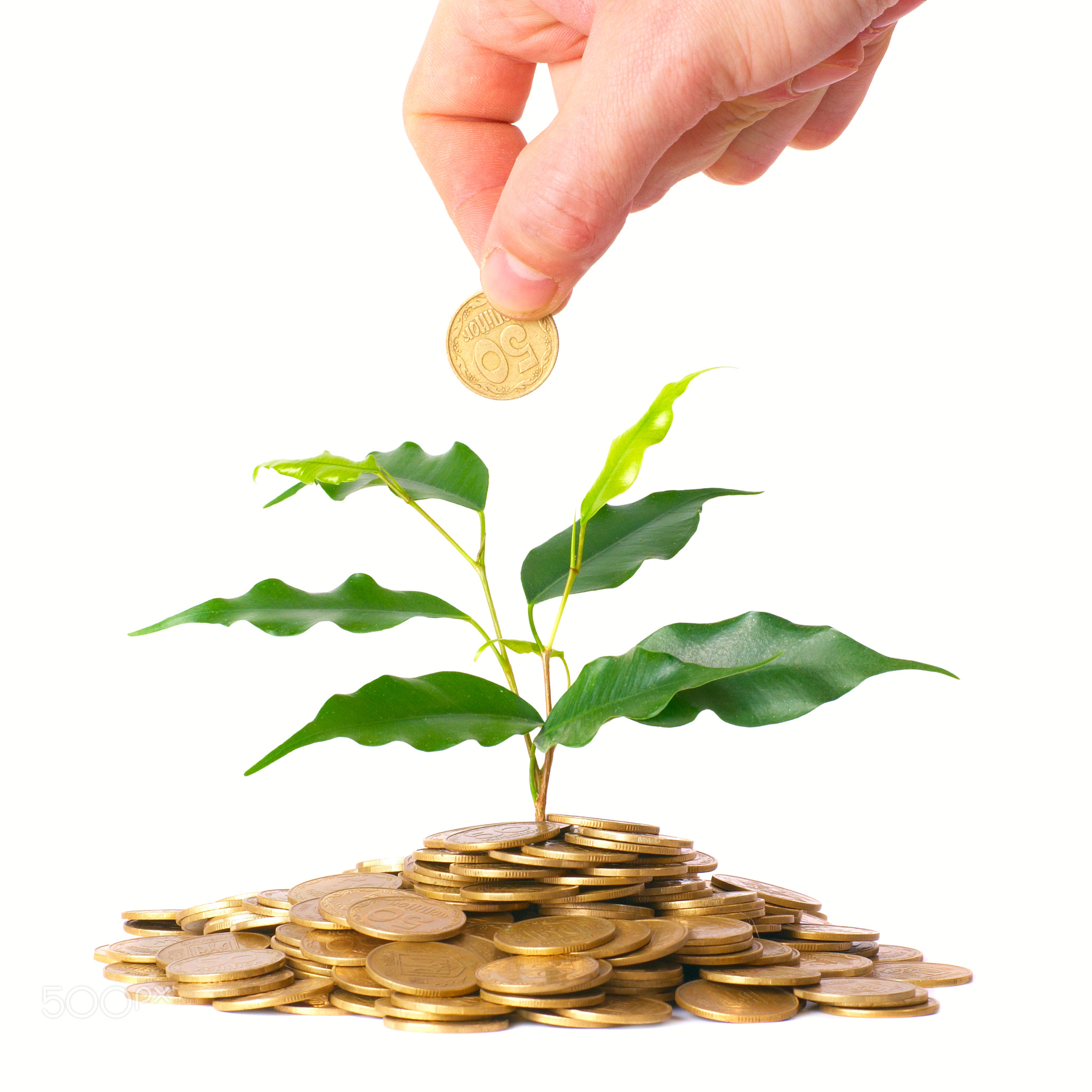 Green tree growing from the coins
