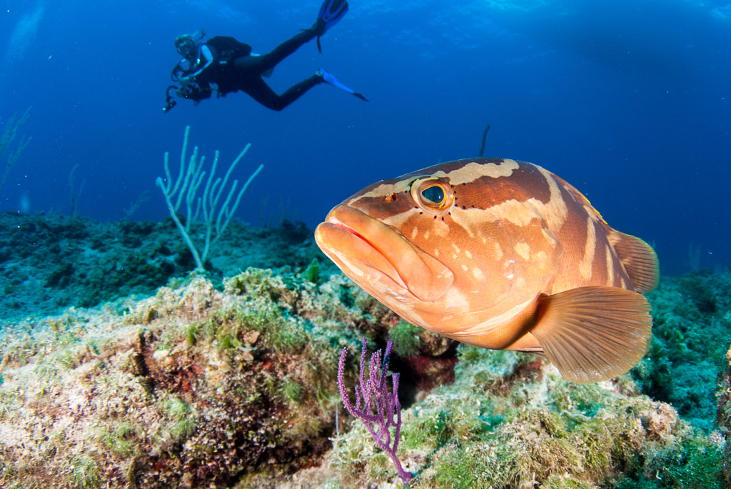 Grouper close-up by Philippe Gerber on 500px.com