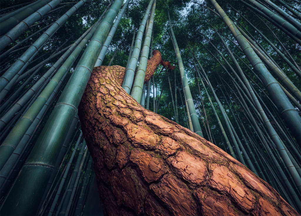 Scaly Intruder by Nathaniel Merz on 500px.com