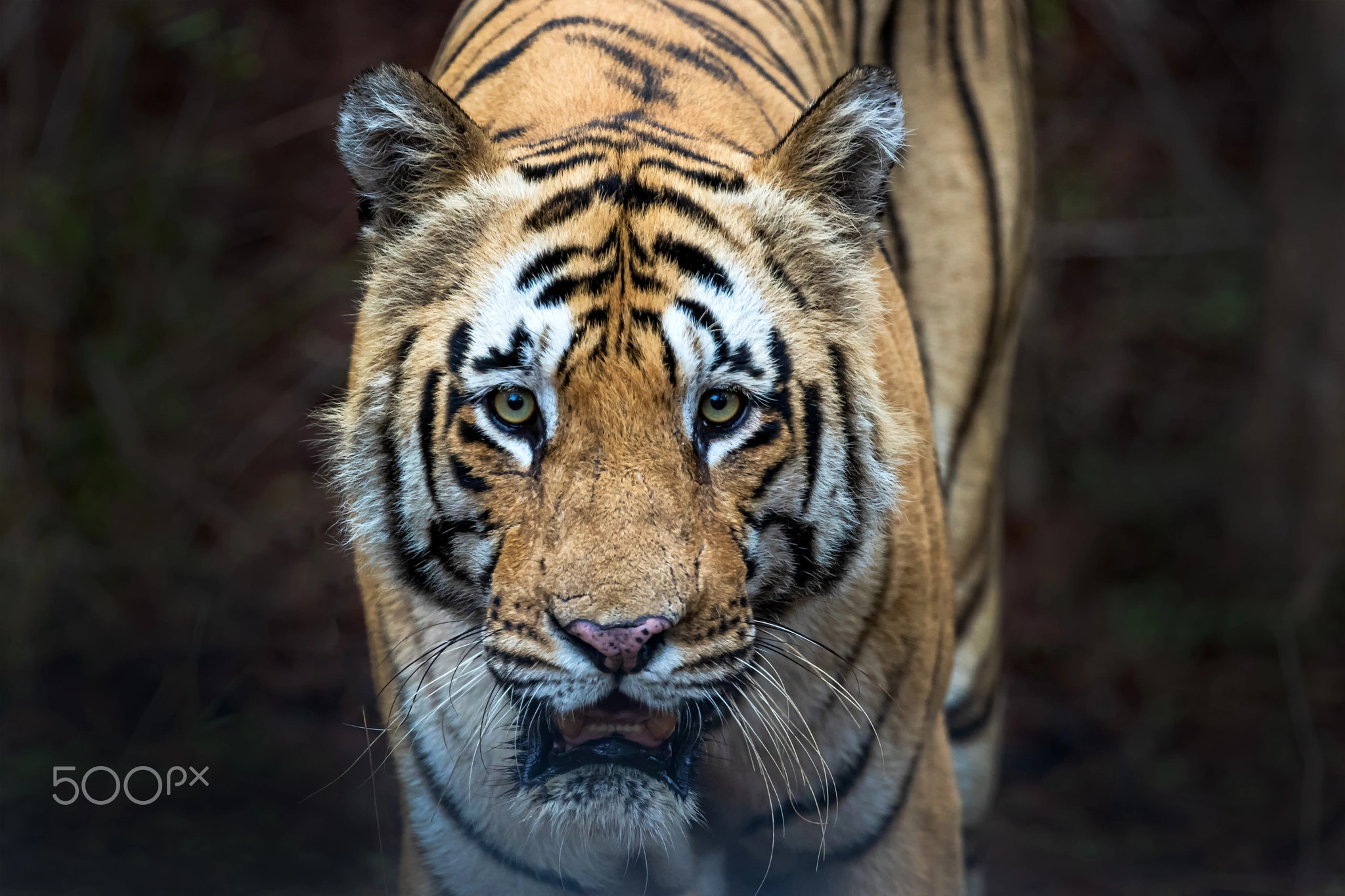 Matkasur, Head-ON Tiger, Tadoba National Park