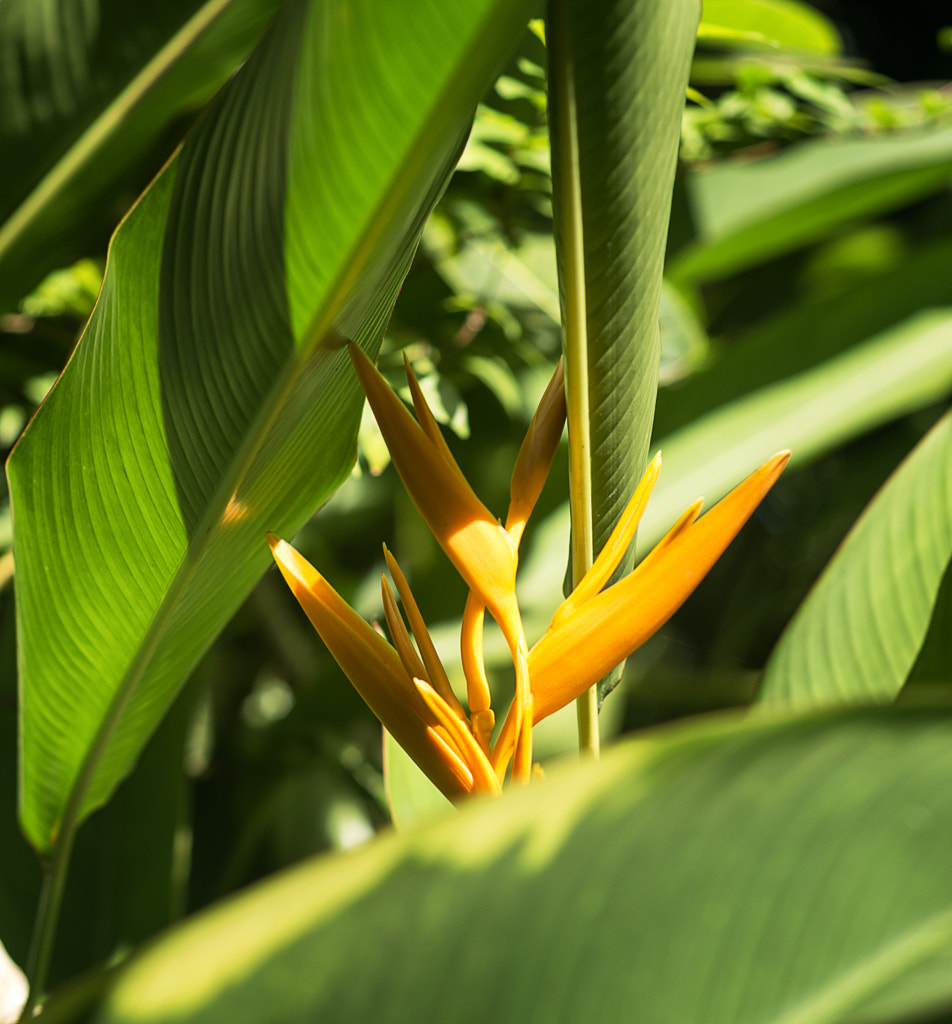 bird of paradise by Salim Belaidi on 500px.com