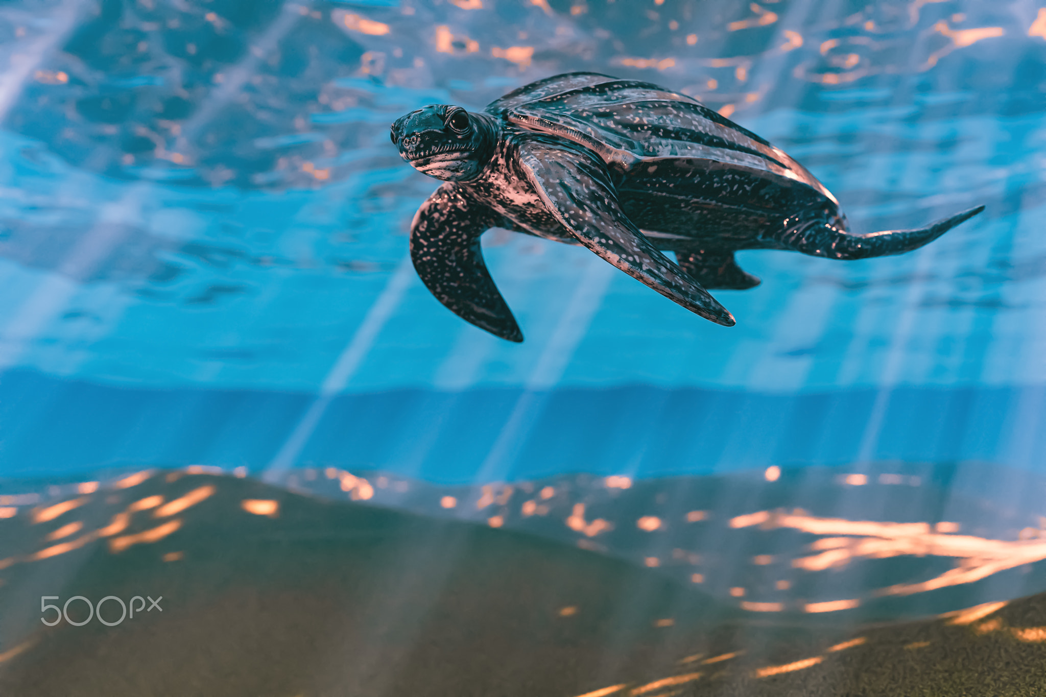 Leatherback Turtle 3D