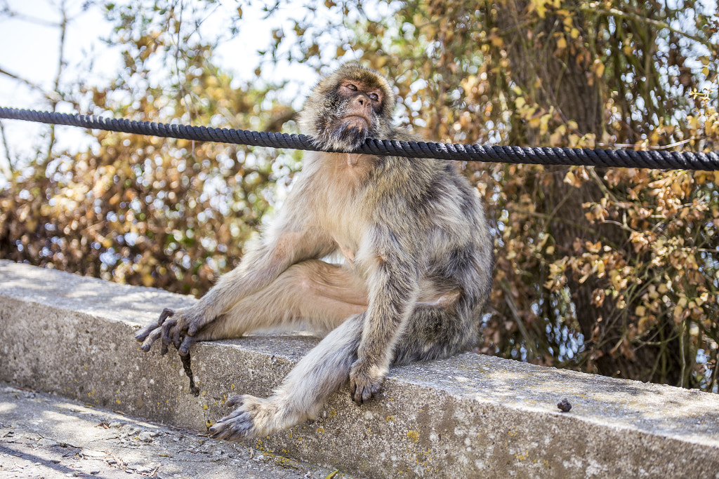 Macaque relaxing by Lucas Ahlgren on 500px.com