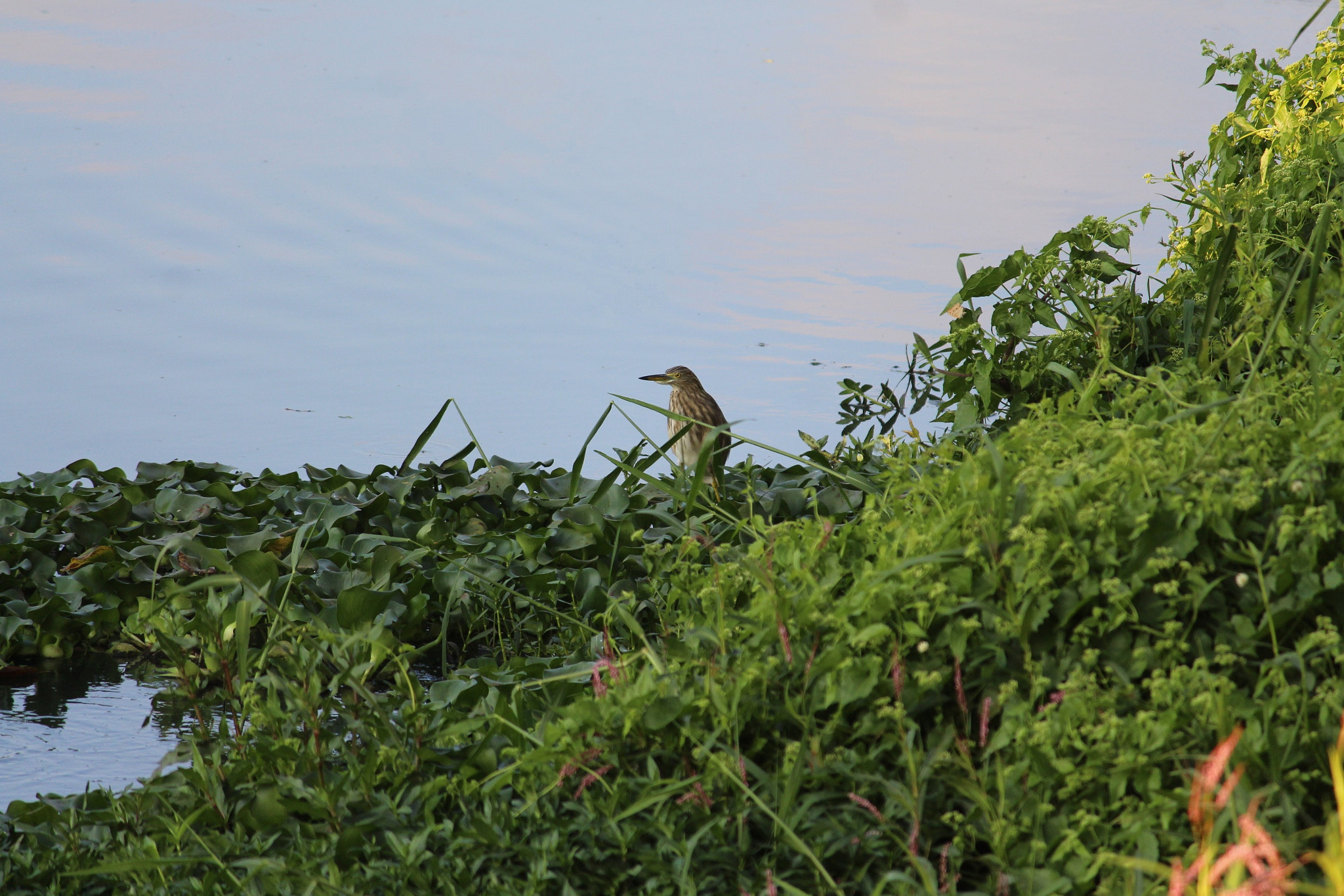 Pond fond heron