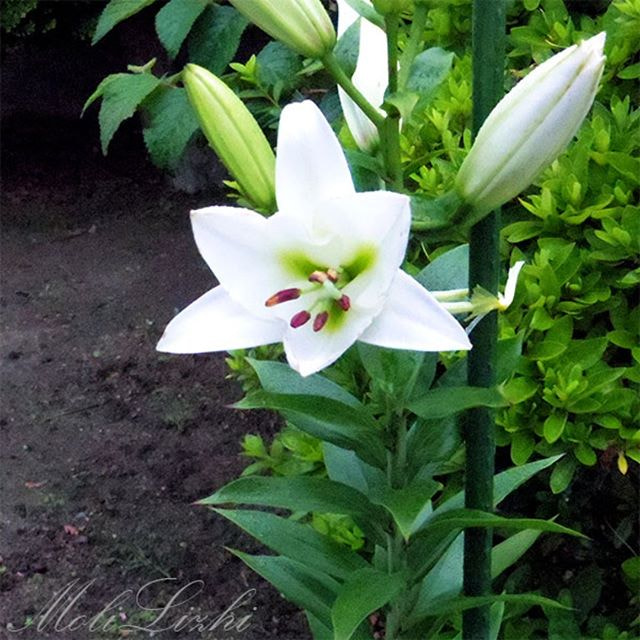 Moli Lizhi 茉莉茘枝 Molilizhi Profile 500px