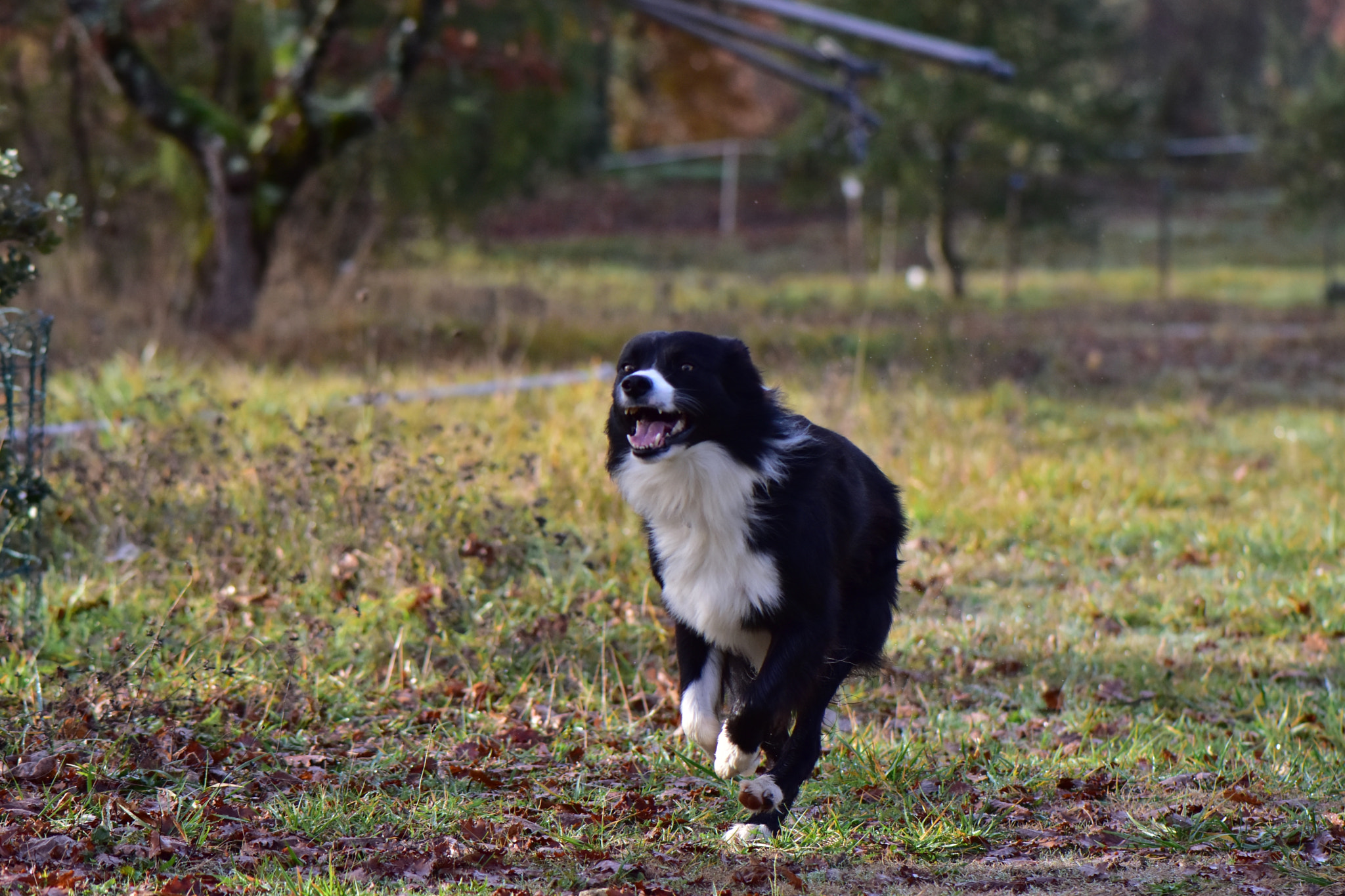 Truffle hunter