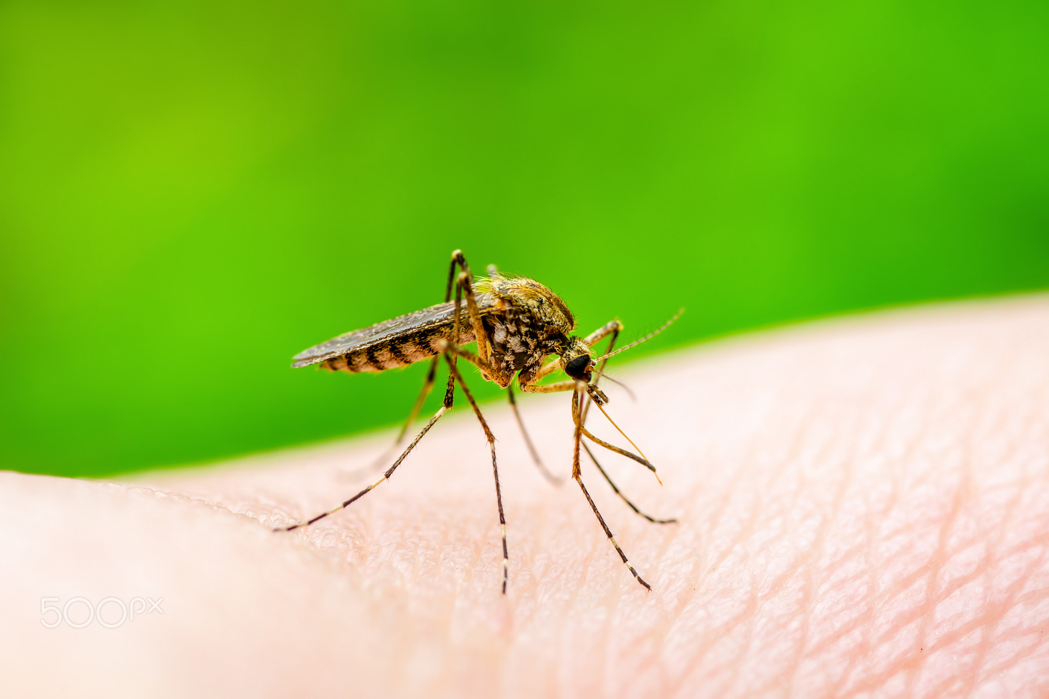 Dangerous Zika Infected Mosquito Bite on Green Background. Leishmaniasis, Encephalitis, Yellow...