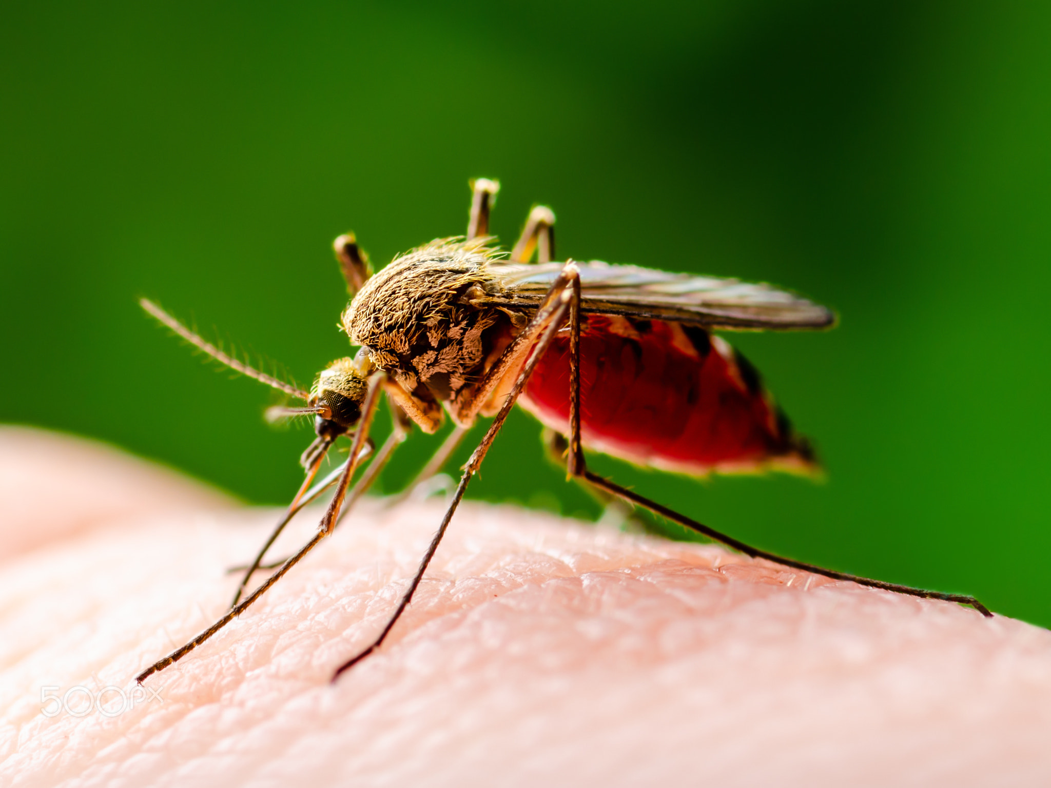 Dangerous Zika Infected Mosquito Bite on Green Background. Leishmaniasis, Encephalitis, Yellow...