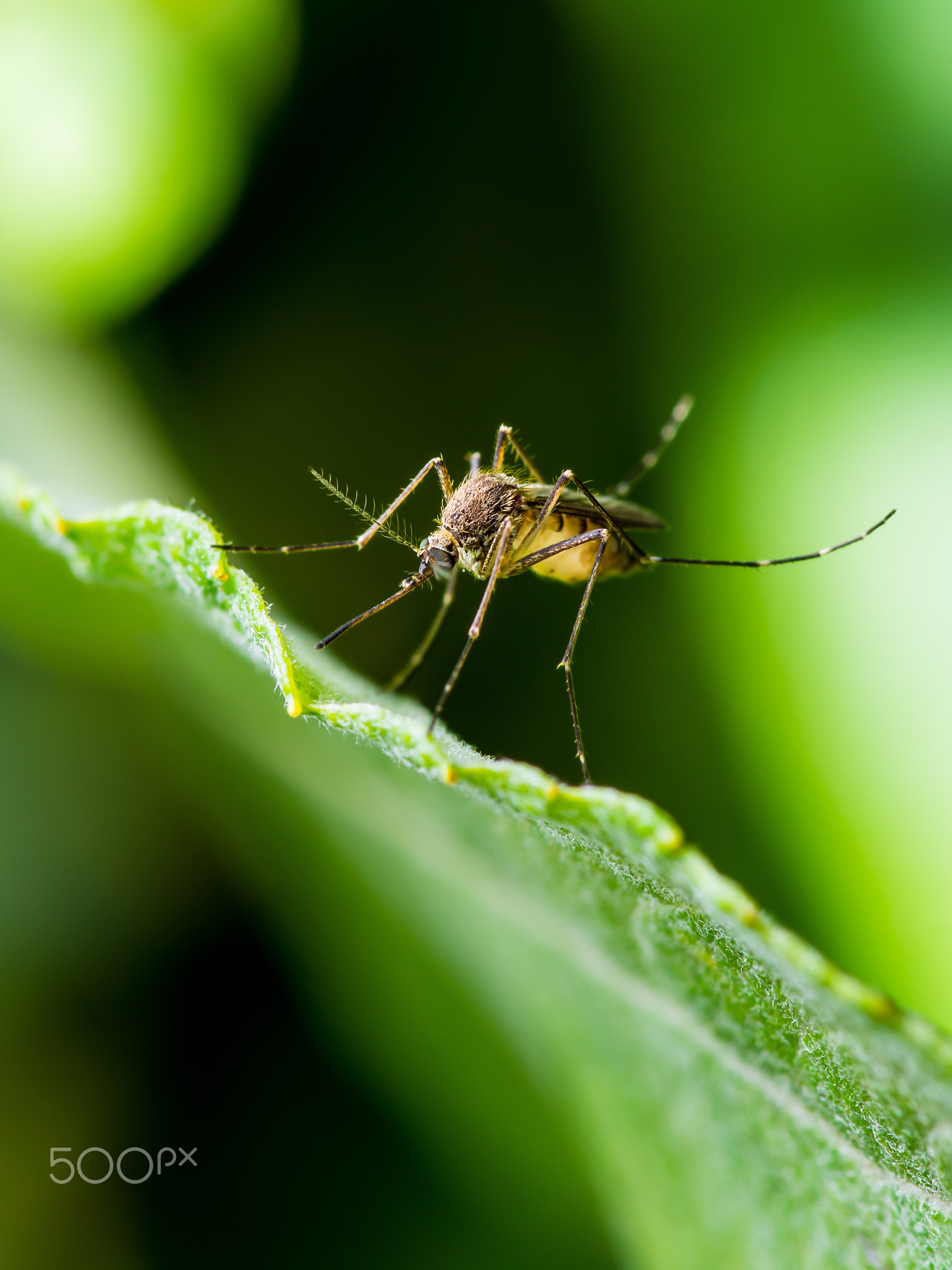 Encephalitis, Yellow Fever, Malaria Disease or Zika Virus Infected Culex Mosquito Parasite Insect...