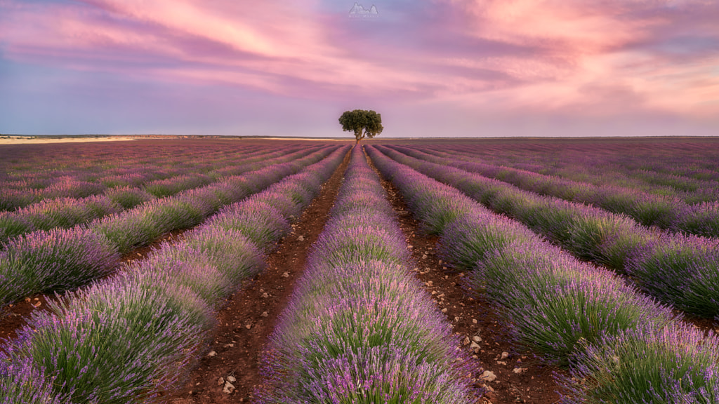 The Lavender Fields by Nuno Morais on 500px.com