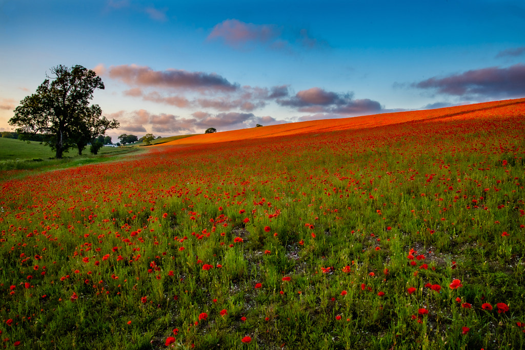 Poppies by Richard Ryan on 500px.com