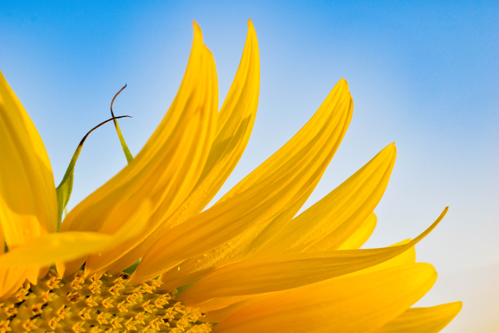 Sunflower in the sky by Alessandra Gandolfi on 500px.com
