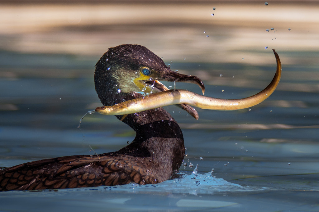 Eel and cormorant by Robert Didierjean on 500px.com