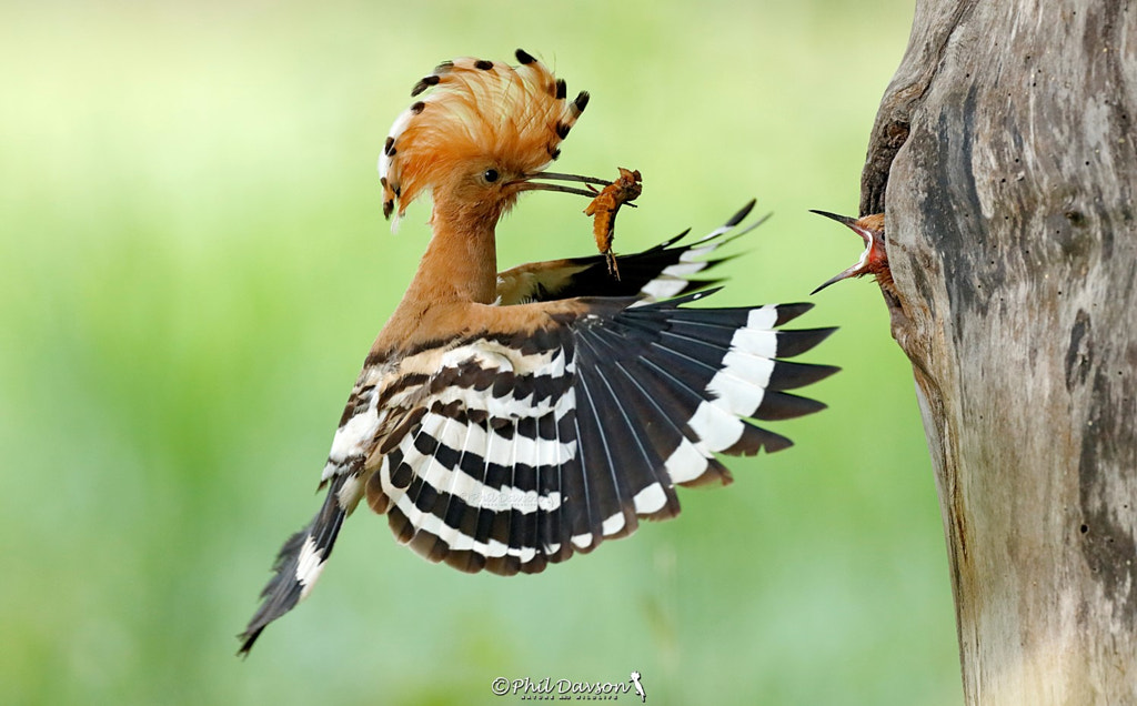 Hoopoe action by Phil Davson on 500px.com