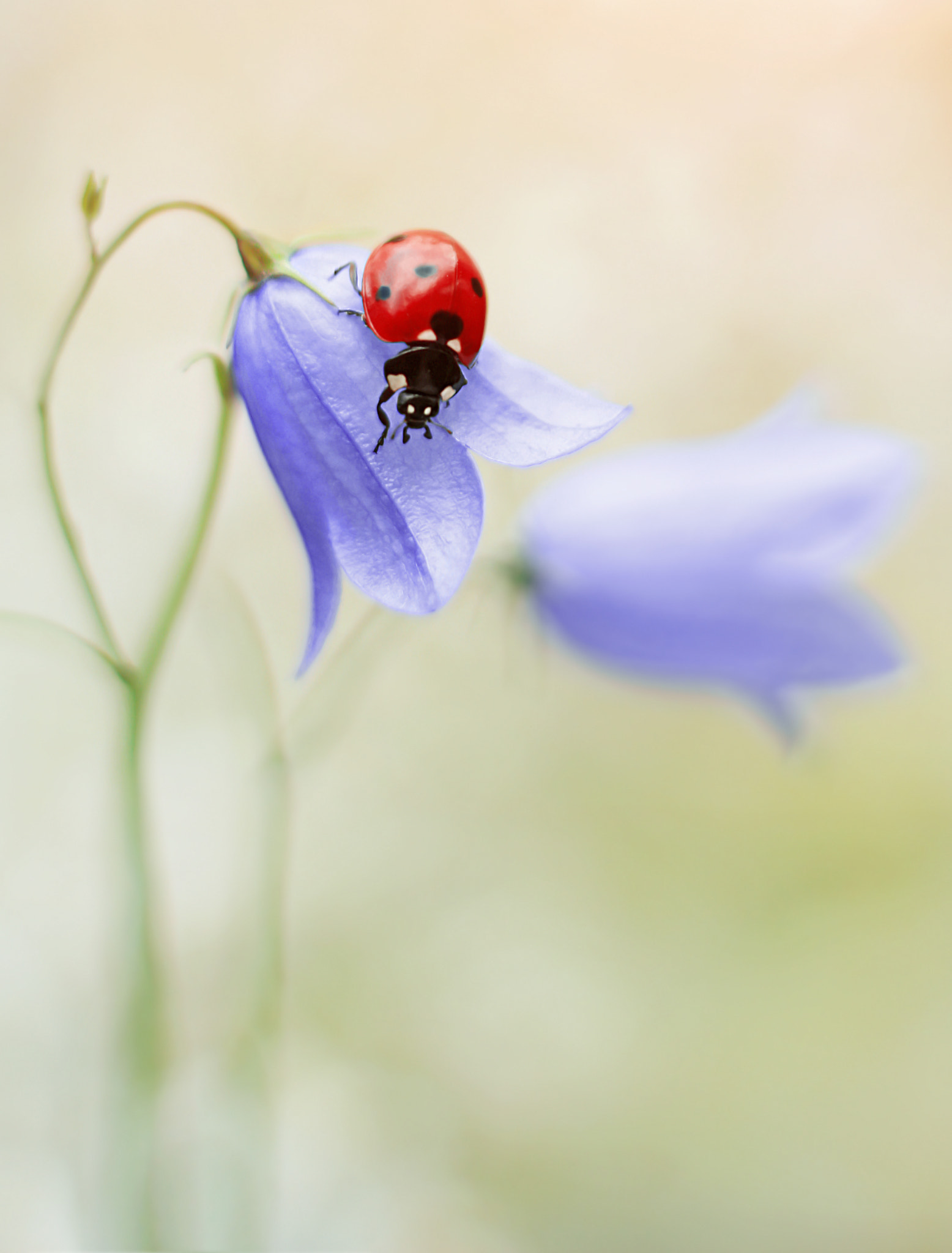 Elena Andreeva (elena_ntv) Photos / 500px