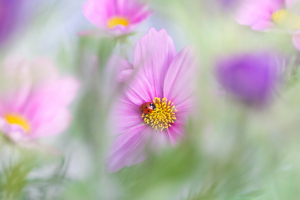 Hidden by Teuni Stevense on 500px.com