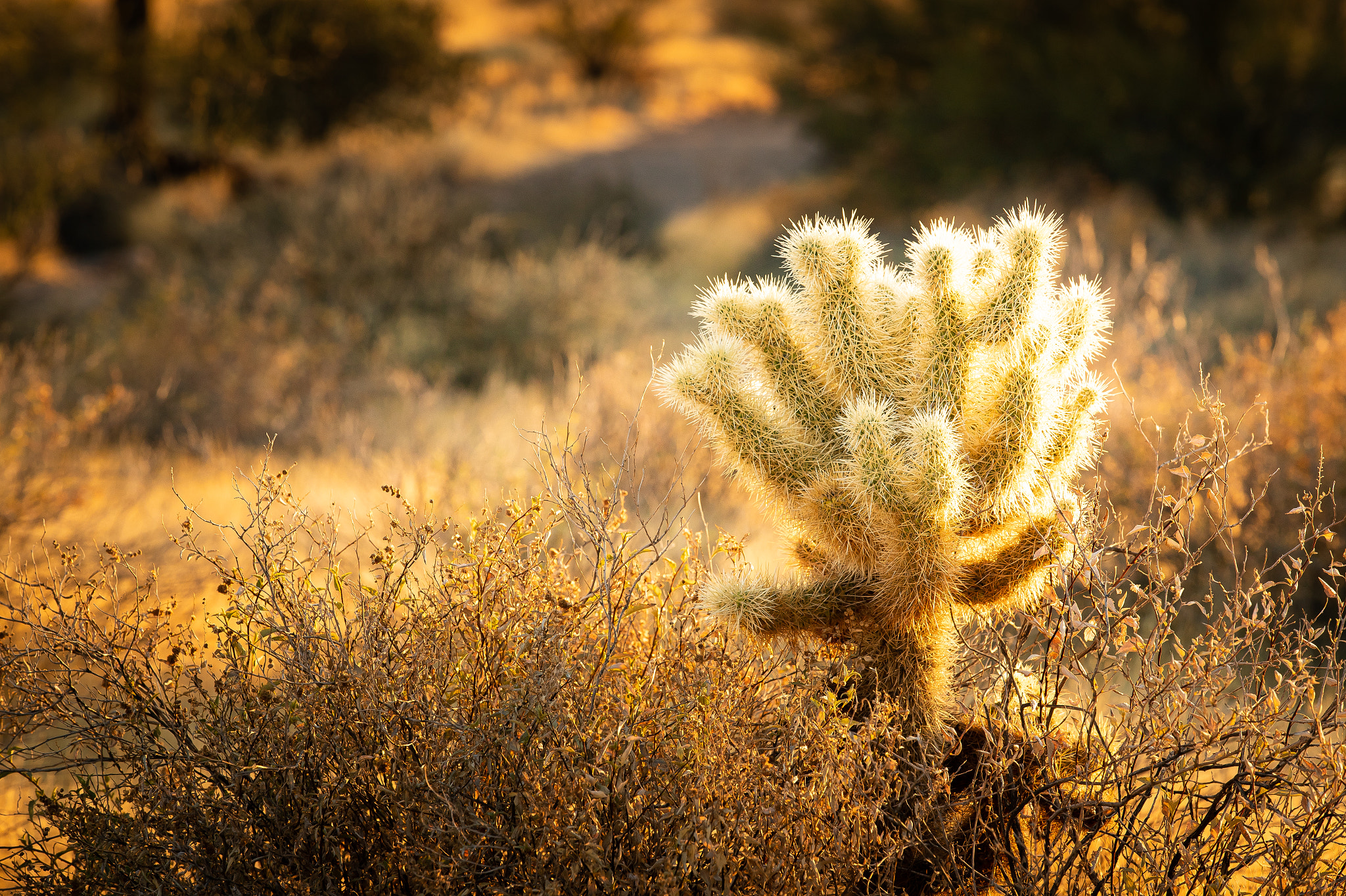 Teddy Bear Cholla