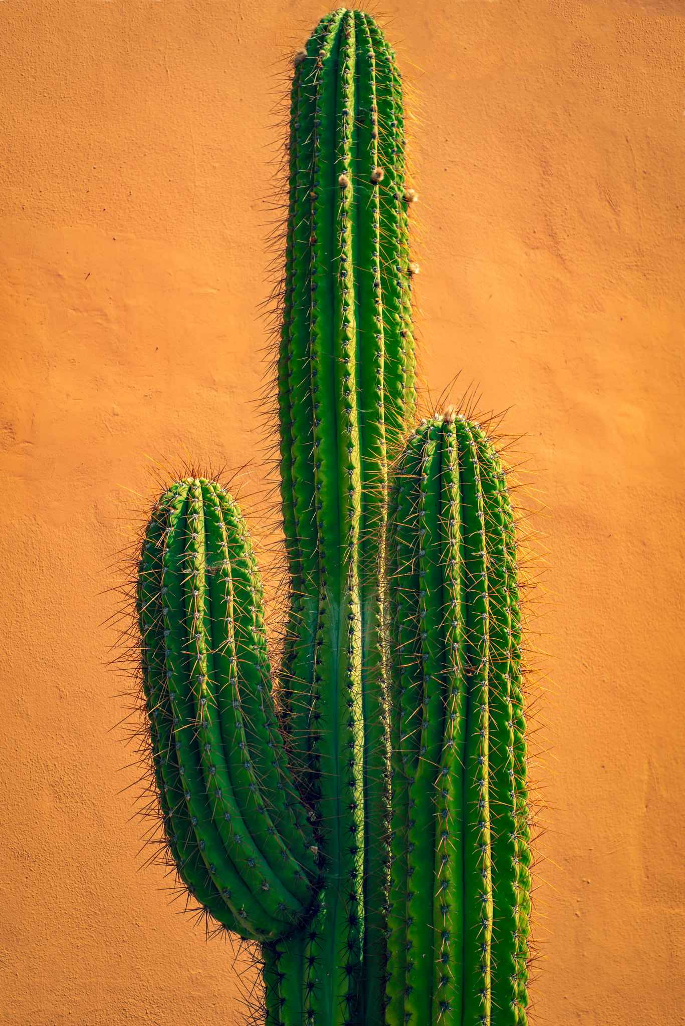 Tall Green Cactus Against Terracotta Wall