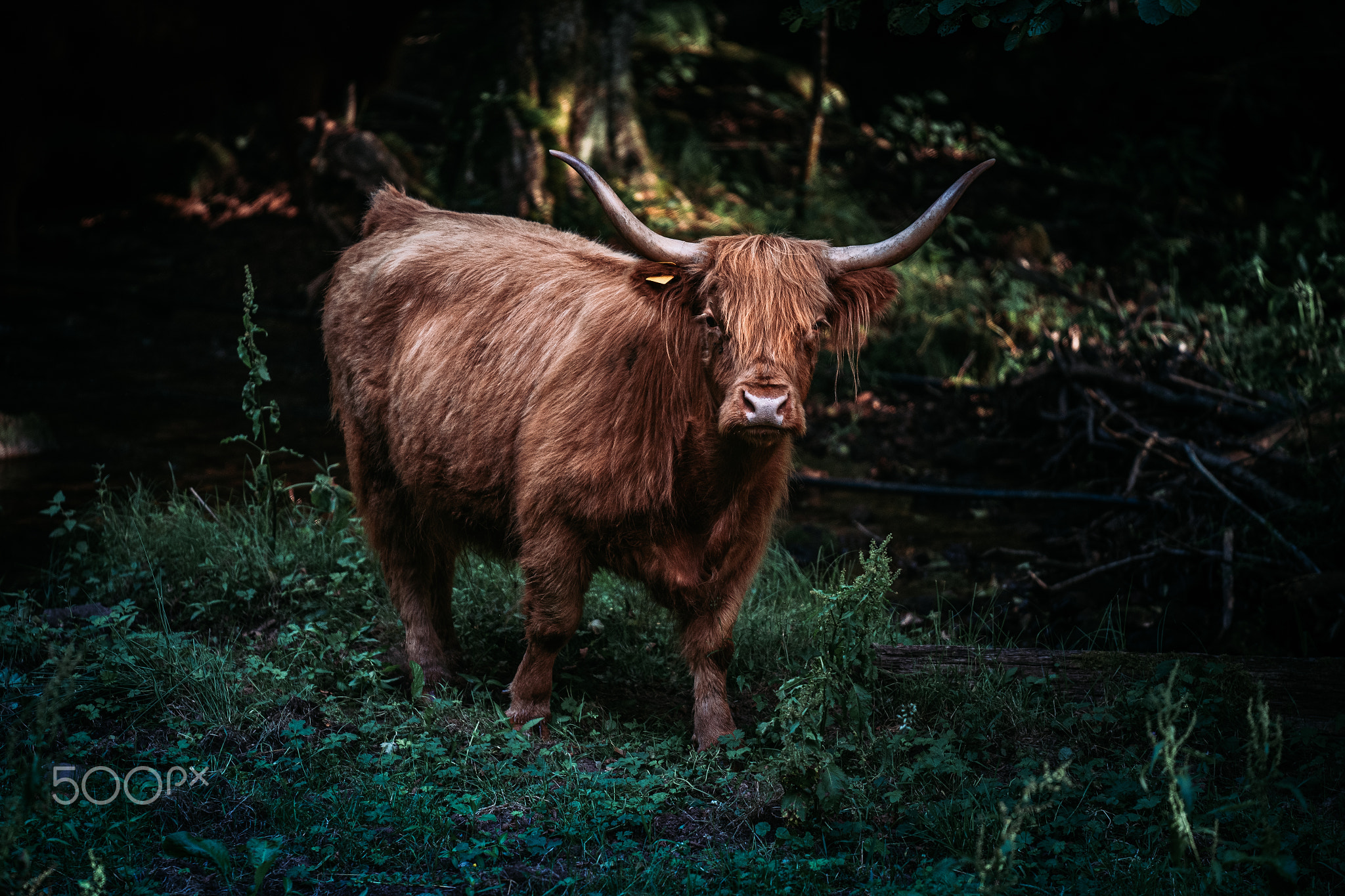 Scottish Highland Cattle