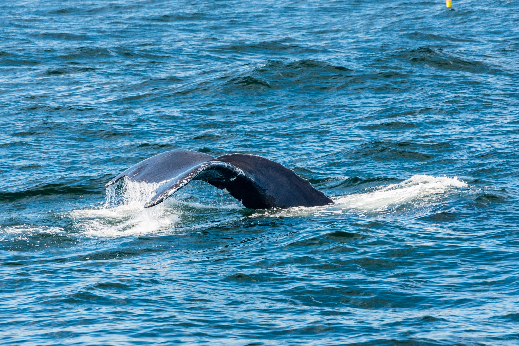 Humpback Whale Tail