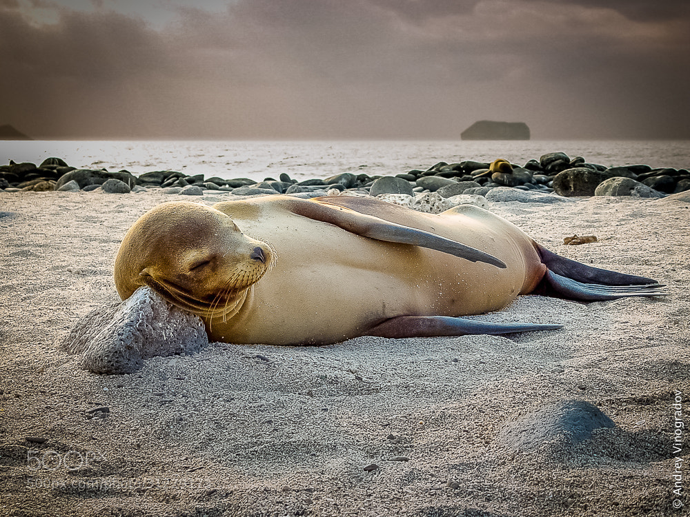 Тюлень лежит. Тюлень на пляже. Тюлень отдыхает. Тюлень на берегу. Море еще спало ответы
