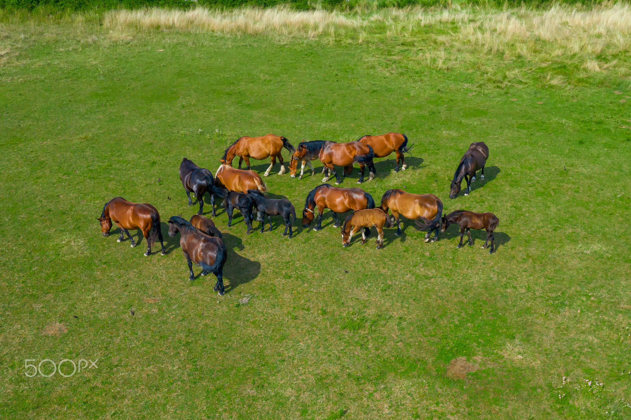 Horses grazing in a meadow next to a river. Country landscape. View from above.