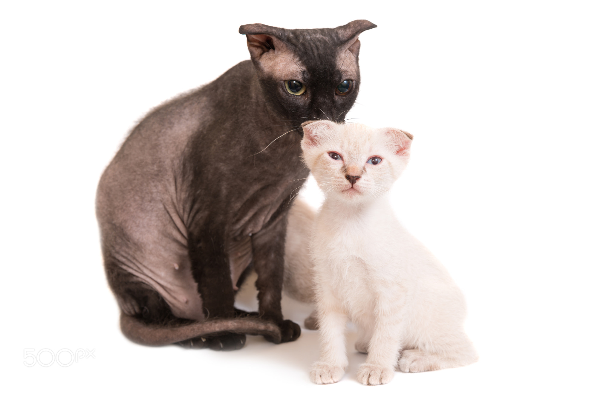 Black purebred sphinx cat with a kitten