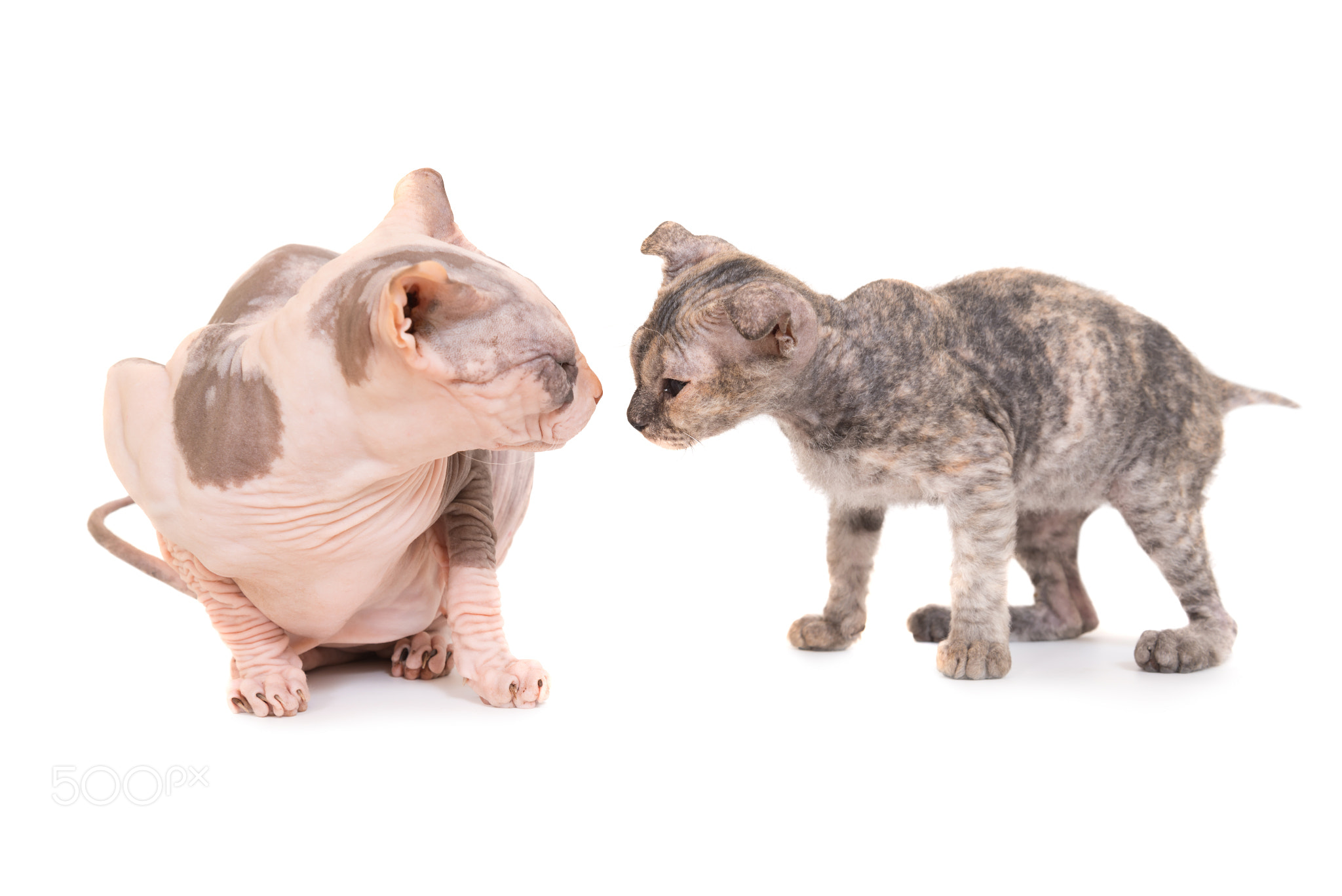 Sitting purebred sphinx cat and grey kitten