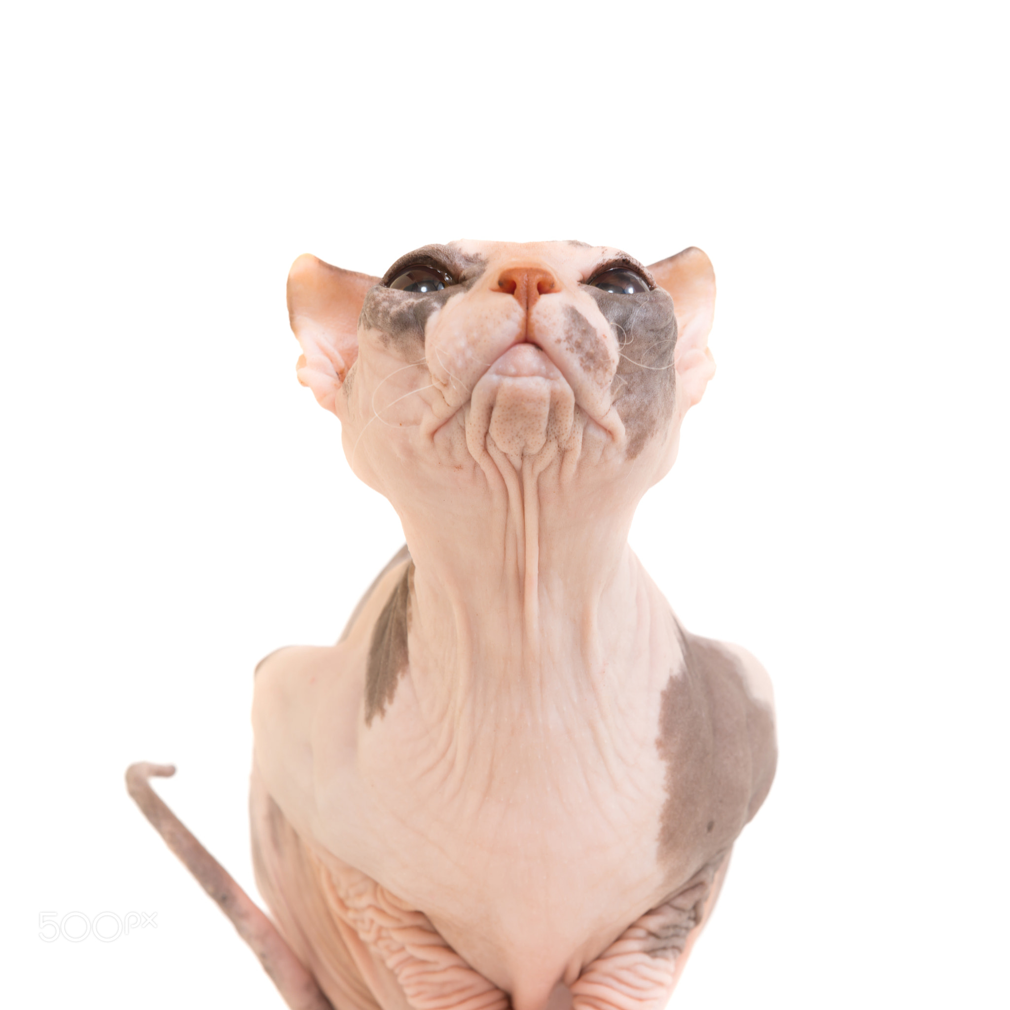 Sitting purebred sphinx cat