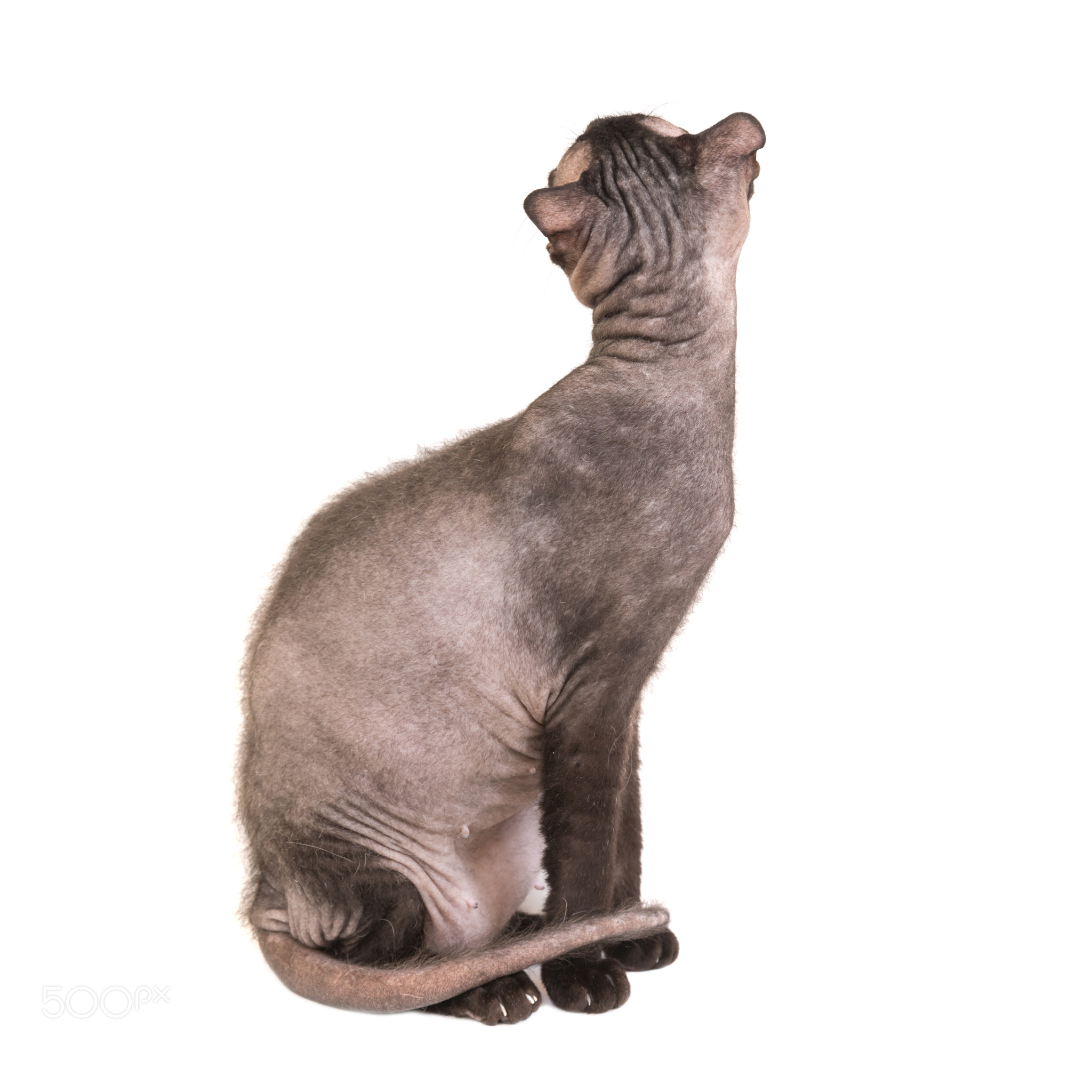 Black purebred sphinx cat