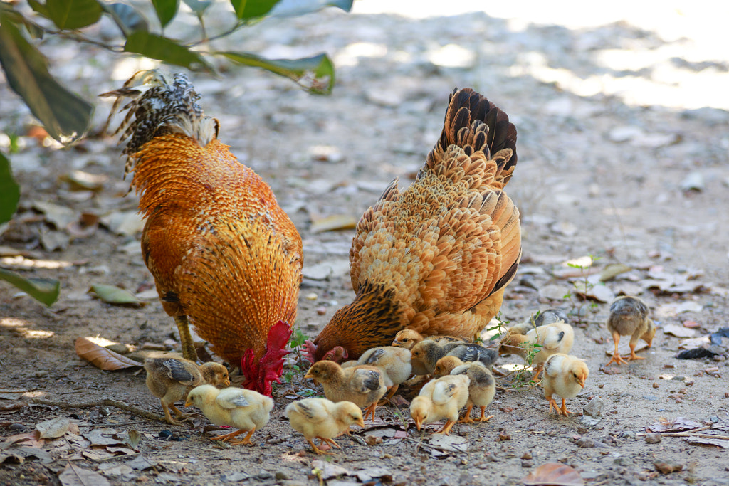 chickens family by Izmir Smakaj on 500px.com